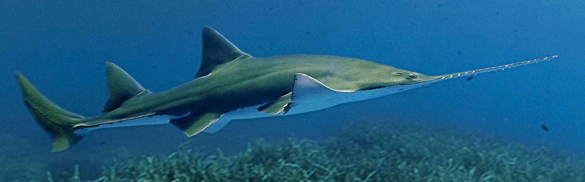 Longcomb Sawfish: Uncovering the Secrets of These Extraordinary Marine Creatures